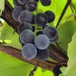 Vitis labrusca Φρούτο