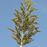 Sorghum bicolor Owoc