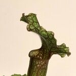 Sarracenia leucophylla Hoja