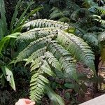 Cyathea cyatheoides Folla