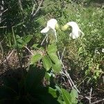 Amphilophium mansoanum Flor