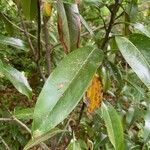 Magnolia virginiana Folha