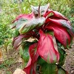 Cordyline fruticosaᱥᱟᱠᱟᱢ