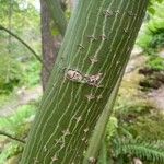 Acer capillipes Casca