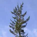 Fitzroya cupressoides Yeri