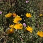 Scolymus grandiflorus Цветок