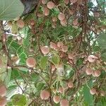 Cordia myxa Fruit