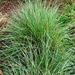 Helictochloa pratensis Vekstform