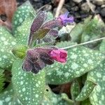 Pulmonaria affinis Květ