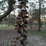 Pterocarya stenoptera Плод