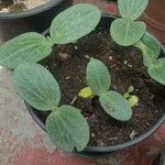 Cucurbita moschata 葉