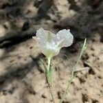 Nierembergia rigida Flower