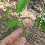 Celtis iguanaea