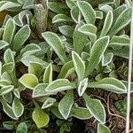 Antennaria dioica Blad