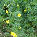 Potentilla erecta عادت داشتن