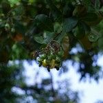 Anacardium occidentale फल