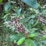 Miconia ciliata Blüte