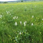 Plantago maxima Habit