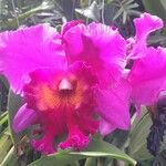 Cattleya lueddemanniana 花