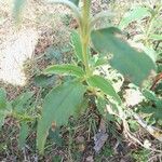 Cistus laurifoliusЛіст