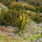 Cytisus oromediterraneus