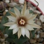 Turbinicarpus schmiedickeanus Квітка