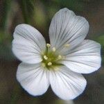 Minuartia capillacea Flower