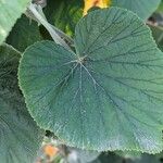 Pelargonium cucullatum Blad