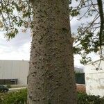 Zanthoxylum clava-herculis Flor