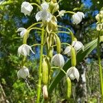 Spathoglottis plicata Flor