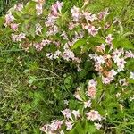 Weigela japonica Kvet