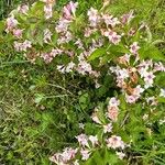 Weigela japonica Fleur