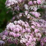 Pelargonium ribifolium 花