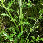 Cirsium arvense Blatt