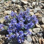 Veronica nummularia Habit