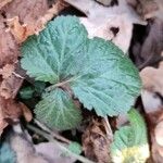 Geum urbanum Leaf