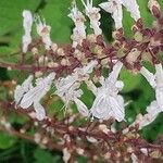 Plectranthus madagascariensis 花