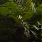 Ixora finlaysoniana Flower