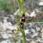 Ophrys insectifera Кветка