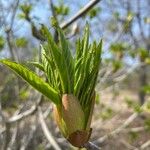 Aesculus californica Leaf