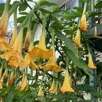 Brugmansia versicolor পাতা