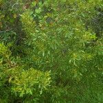 Morella cerifera Hábito