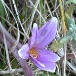 Colchicum longifolium Flower