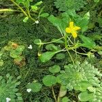 Ludwigia peploides Libunga