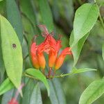 Aeschynanthus hookeri 花