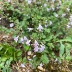 Clinopodium nepetaFlor