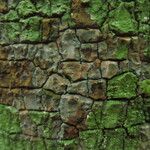 Dichostemma glaucescens Bark