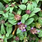 Prunella vulgaris Flower