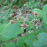 Rubus pedemontanus Flower