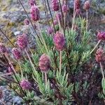 Lavandula pedunculata Blatt